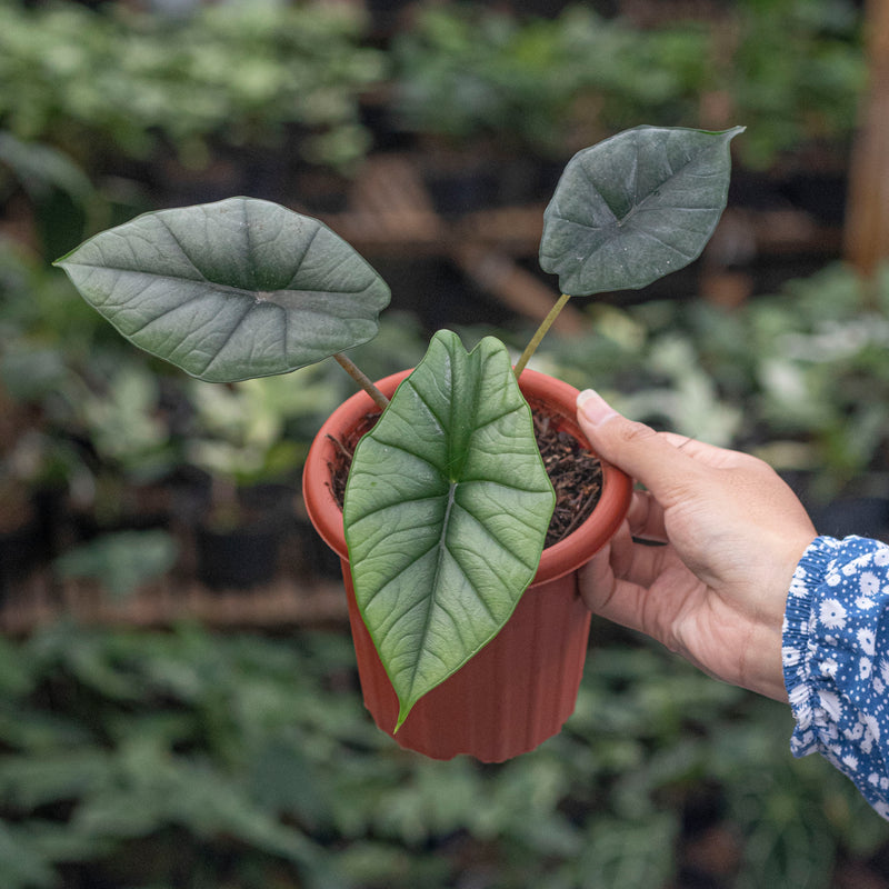 Alocasia Bisma