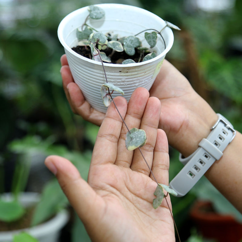 Ceropegia Woodii Variegated ‘String of Hearts’