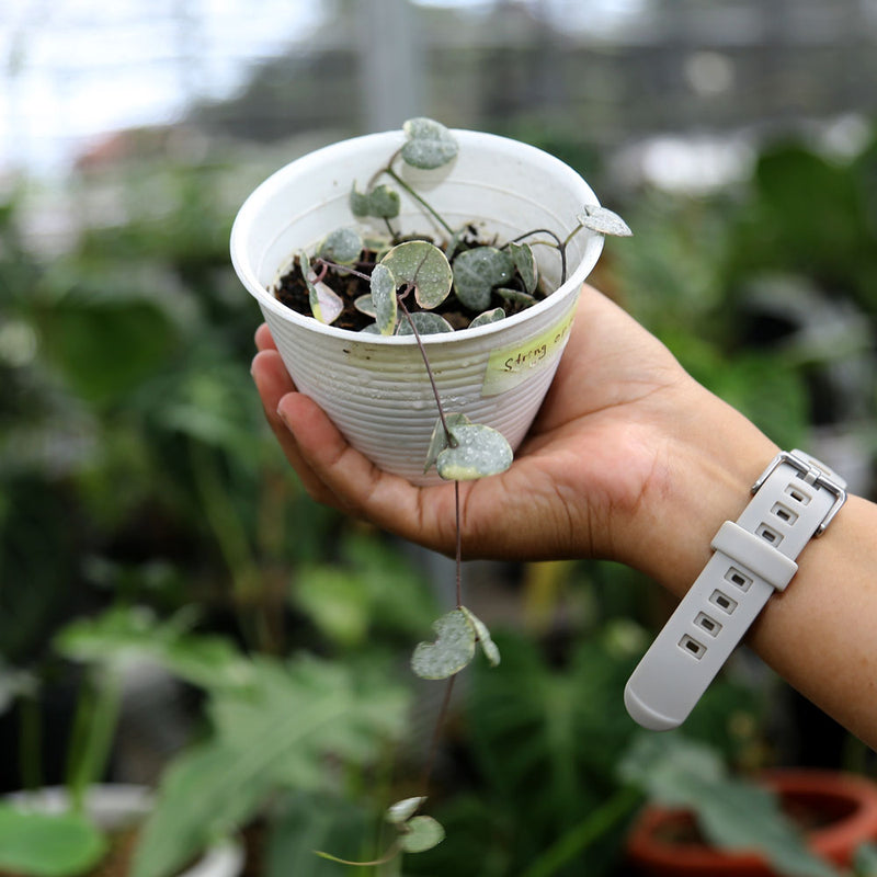 Ceropegia Woodii Variegated ‘String of Hearts’