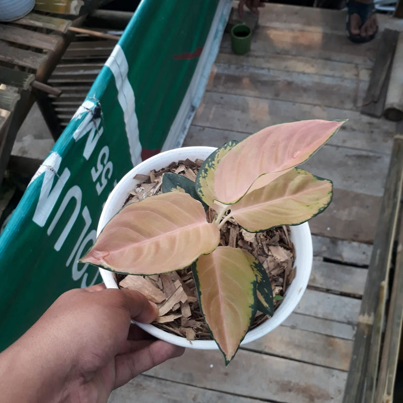 Aglaonema Sultan Brunei