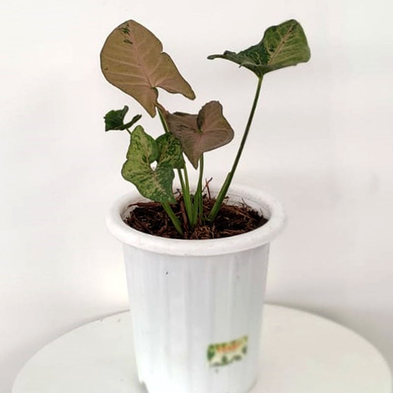 Syngonium Pink Flecked