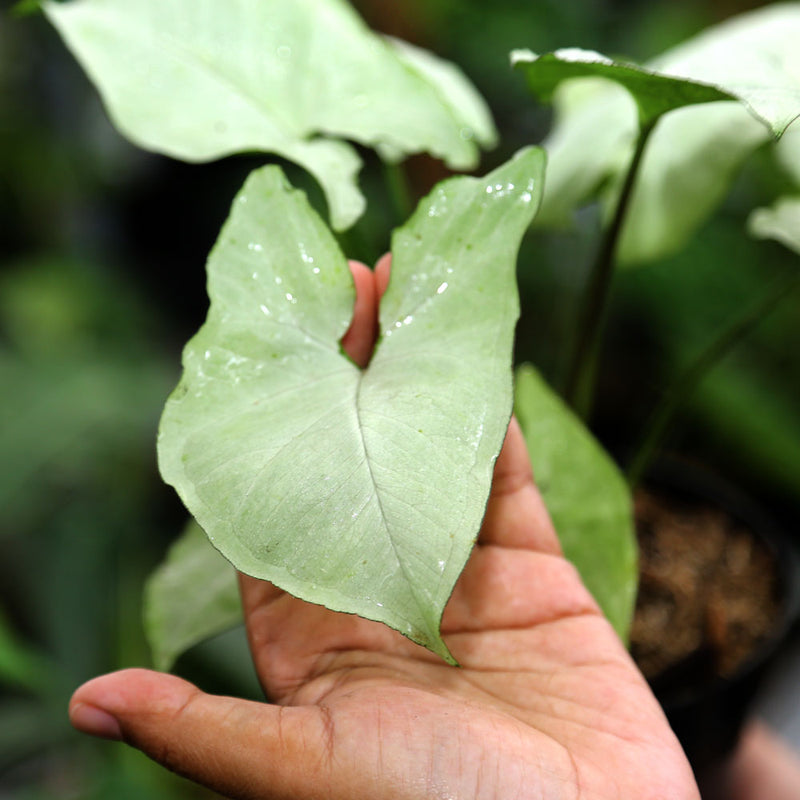 Syngonium Podophyllum