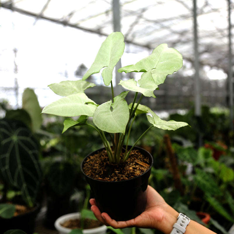 Syngonium Podophyllum