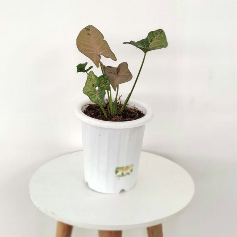 Syngonium Pink Flecked