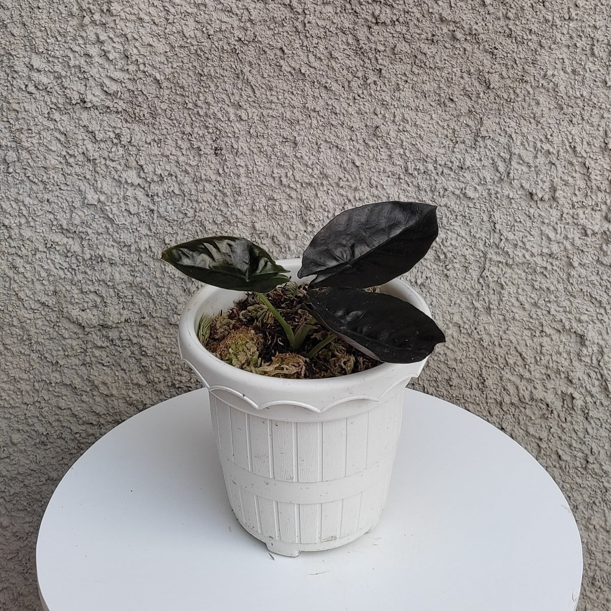 Alocasia Infernalis — Aroidasia