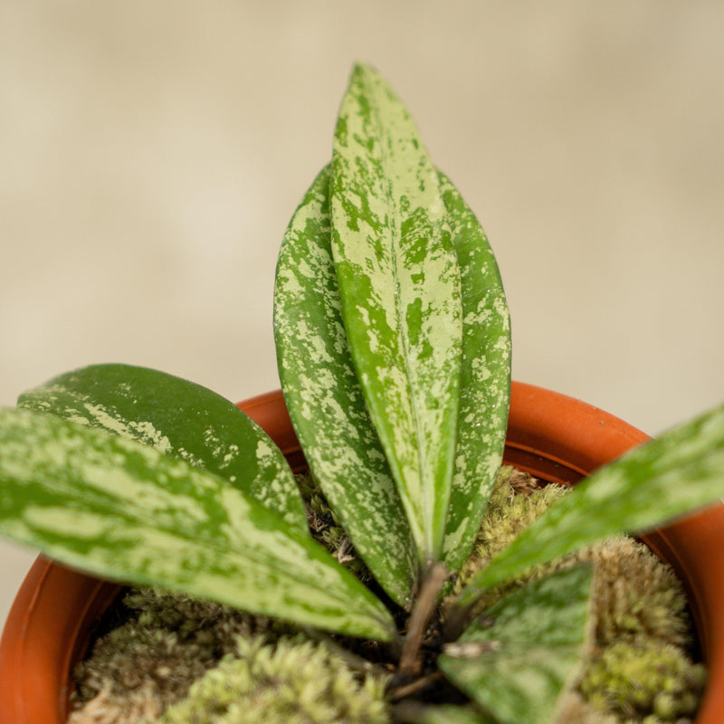 Hoya Publicalyx Splash