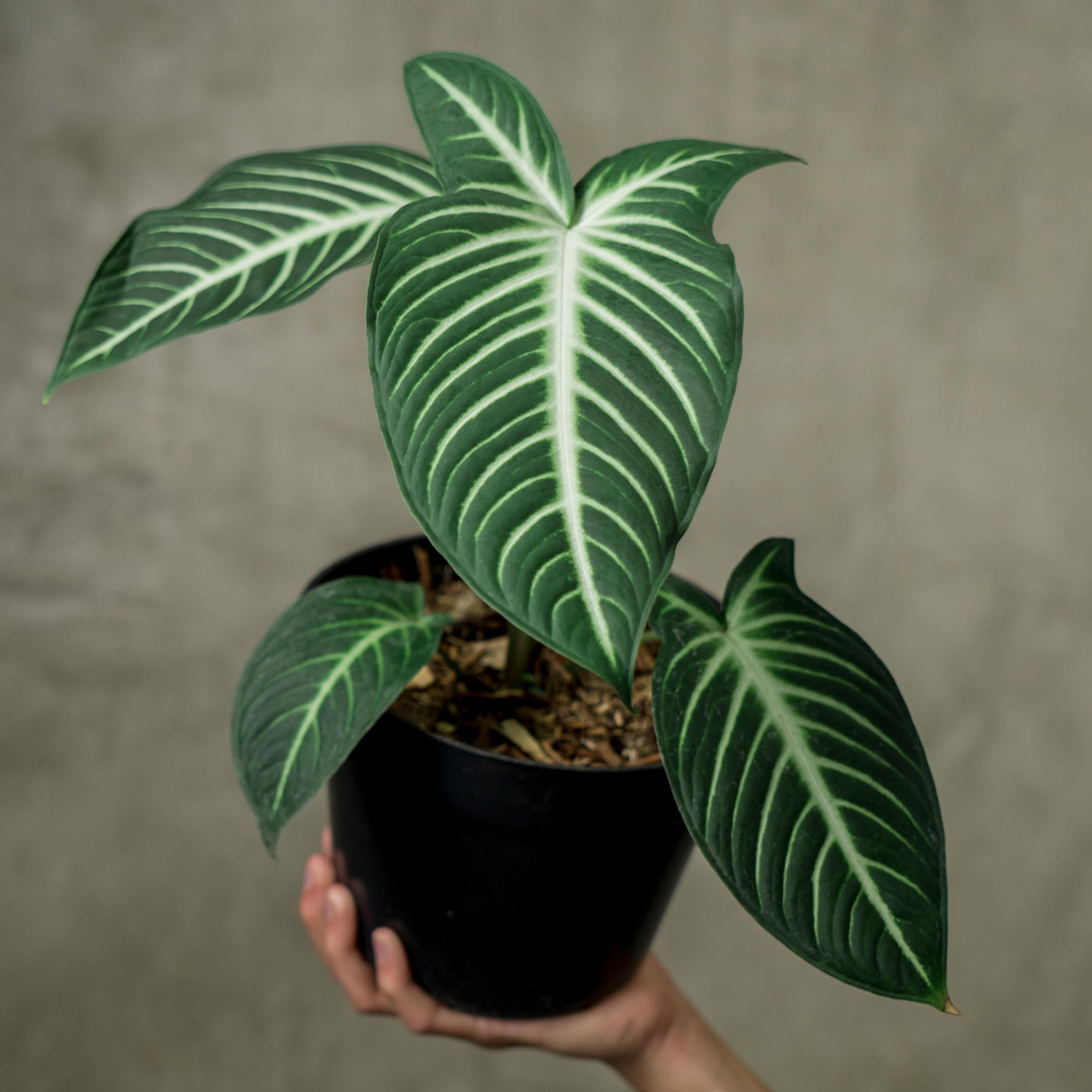 Caladium