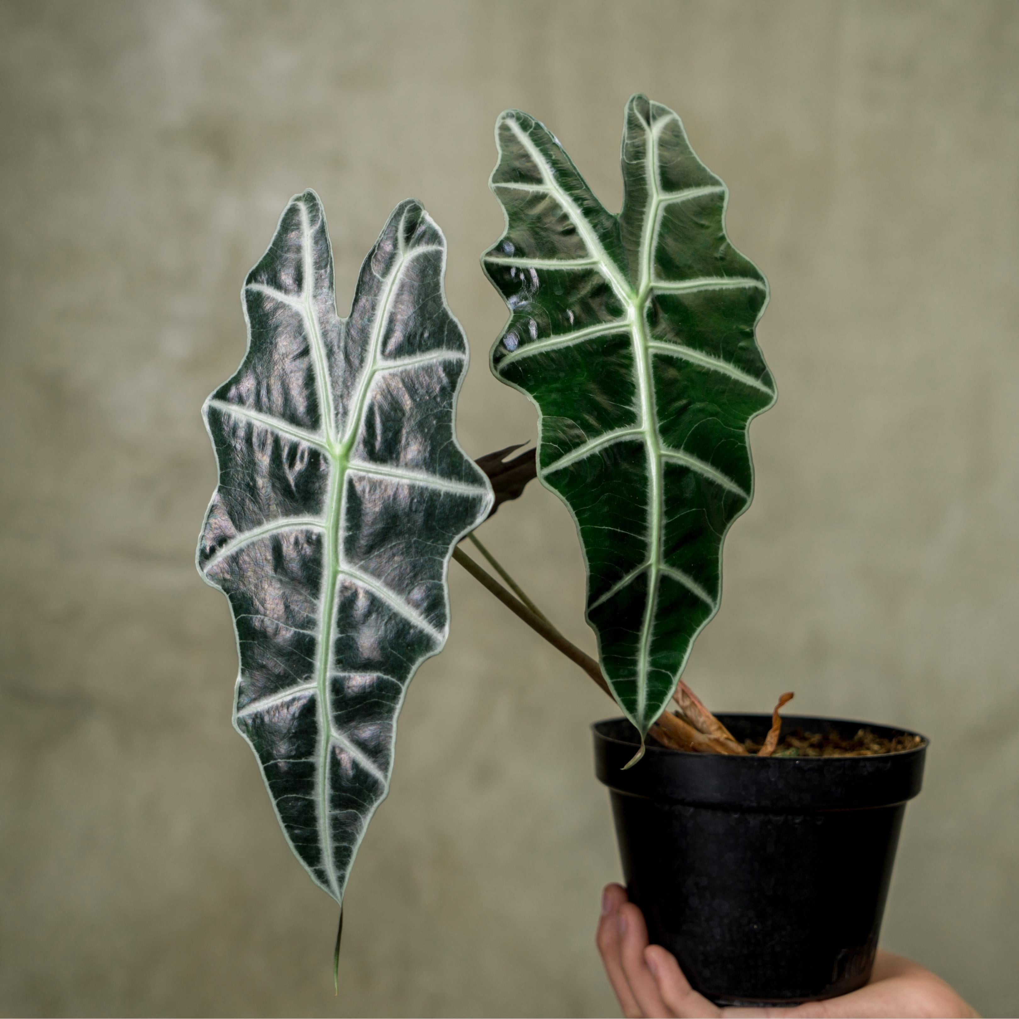 Alocasia Parasol — Aroidasia