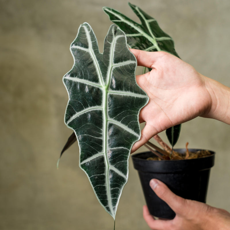 Alocasia Parasol