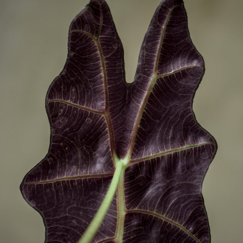 Alocasia Parasol