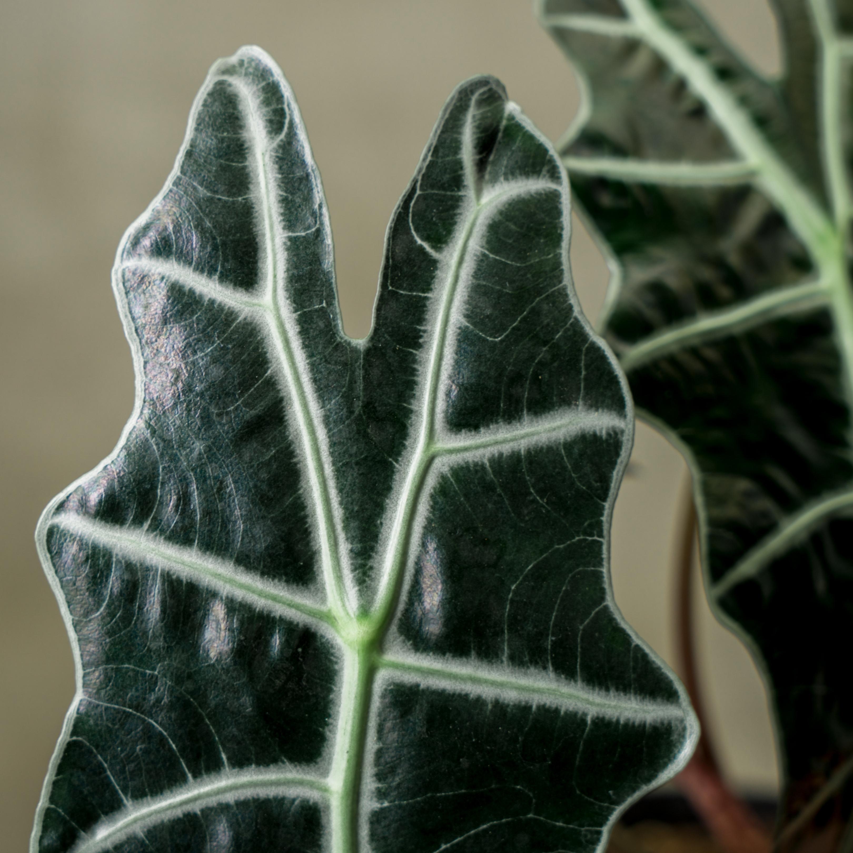 Alocasia Parasol — Aroidasia