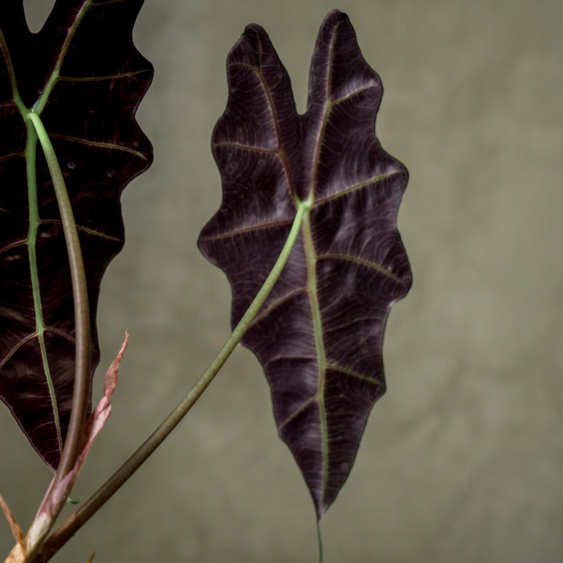Alocasia Parasol