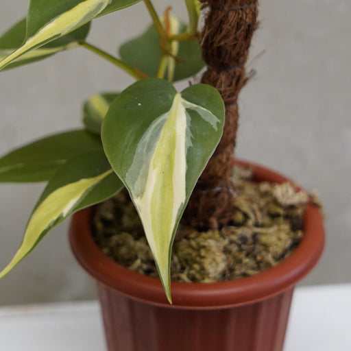 cream slash philodendron Philodendron hederaceum 'Cream Splash'