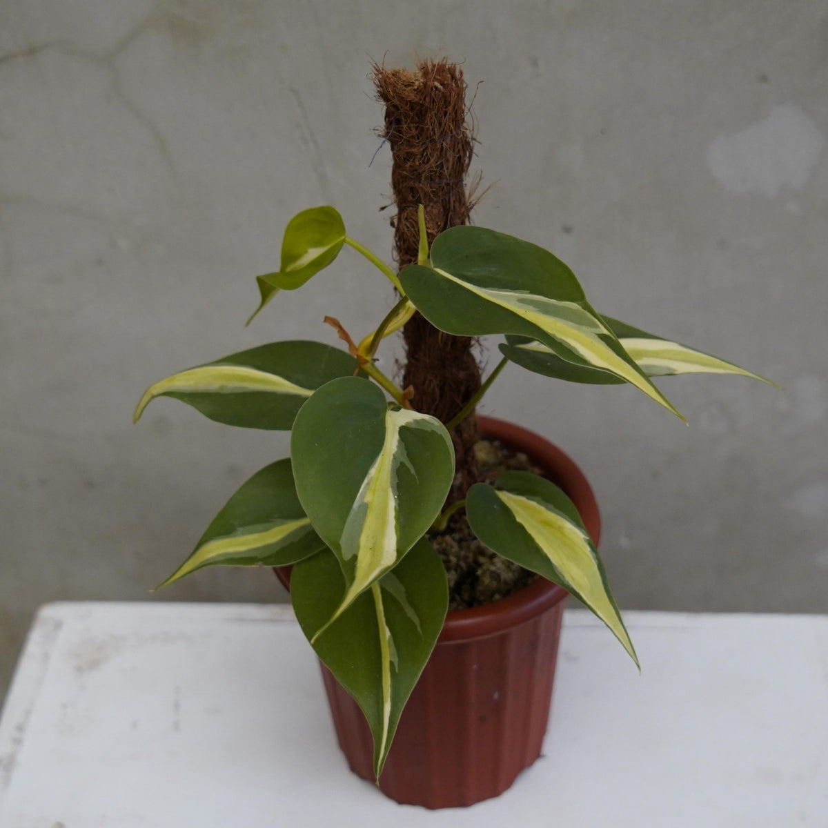 philodendron hederaceum cream splash Philodendron Cream Splash — Aroidasia