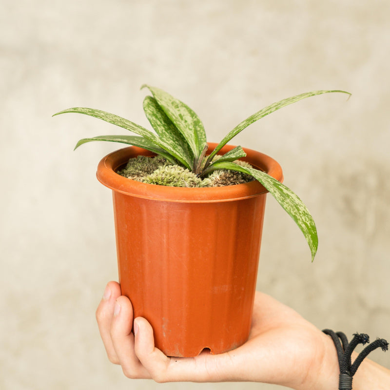 Hoya Publicalyx Splash