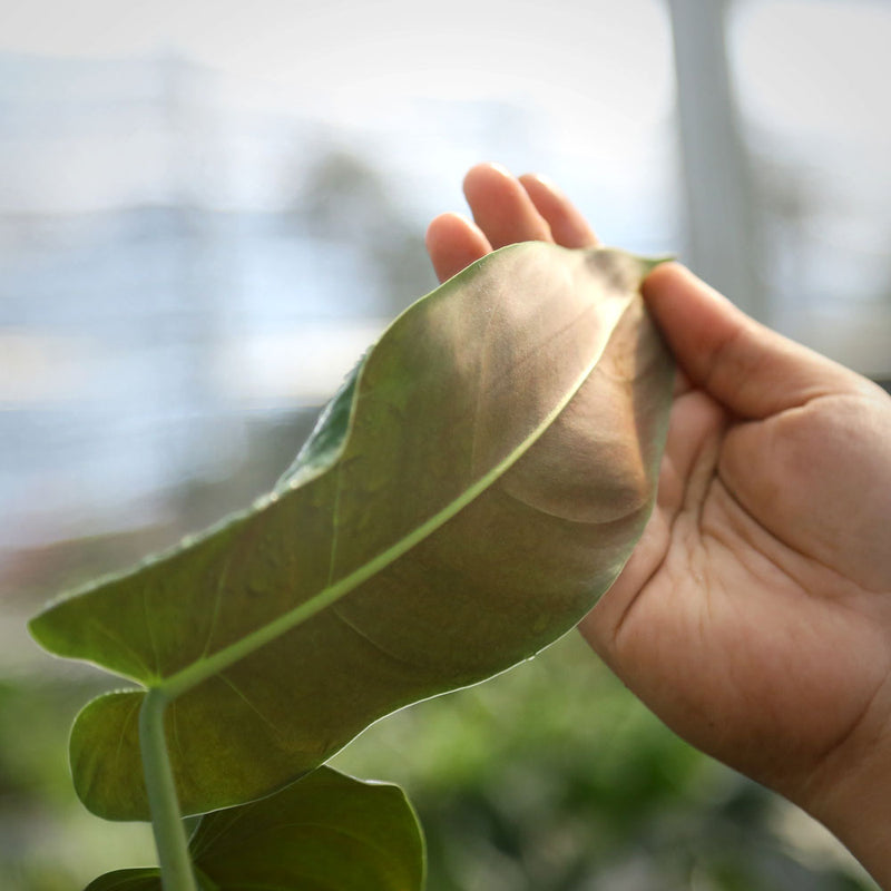 Philodendron Red Queen