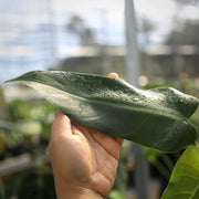 red queen philodendron Philodendron Red Queen — Aroidasia