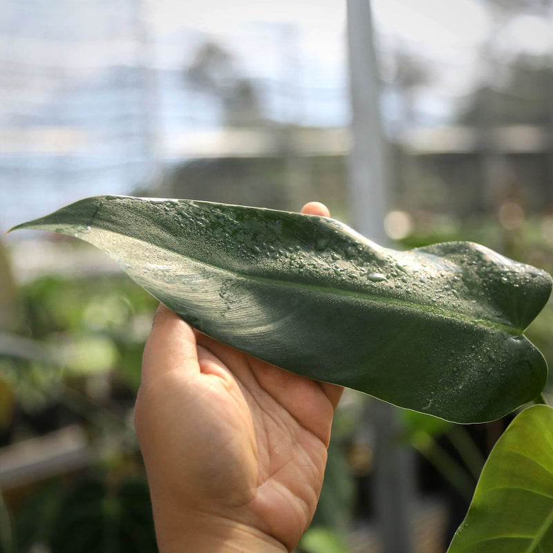Philodendron Red Queen