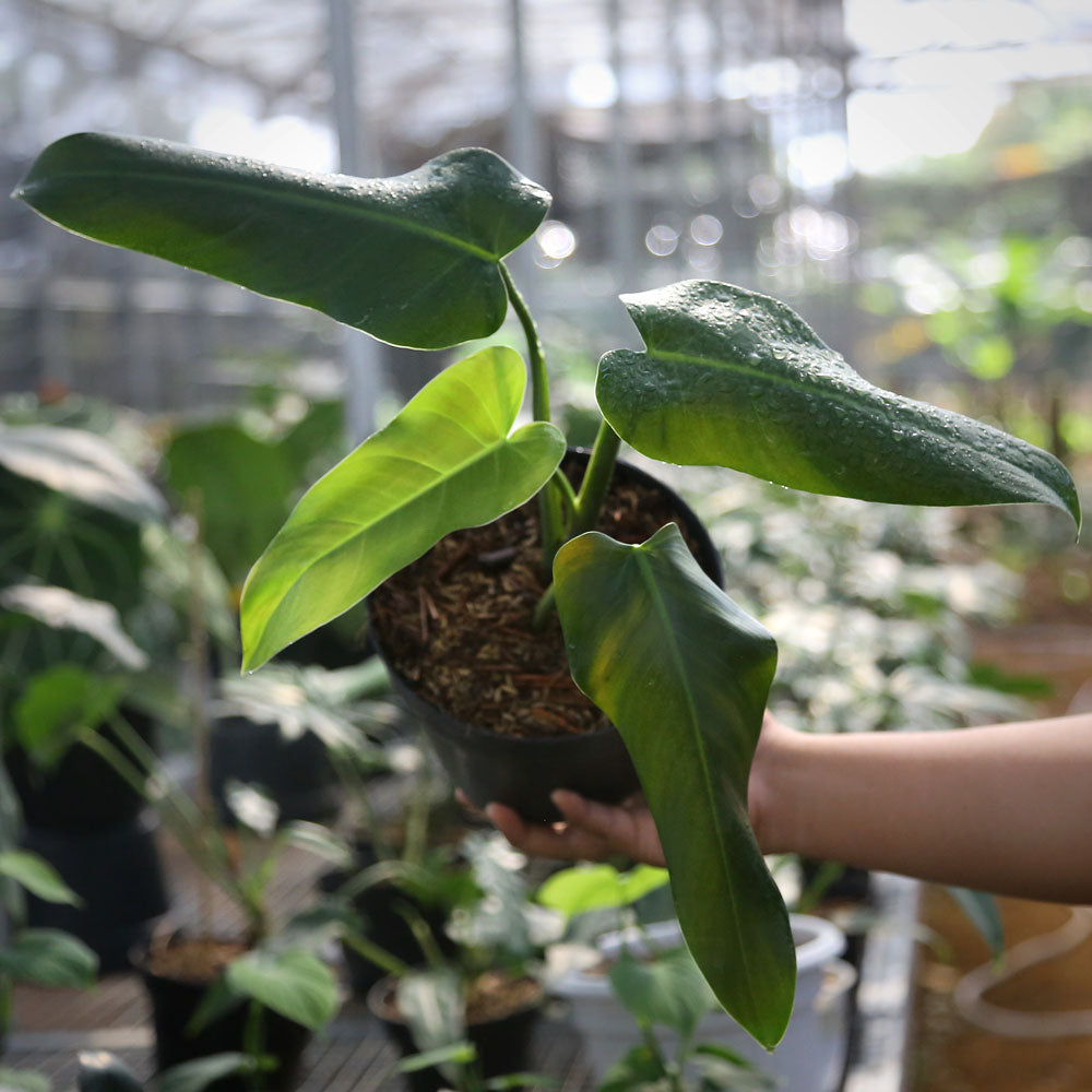 red queen philodendron Philodendron Red Queen